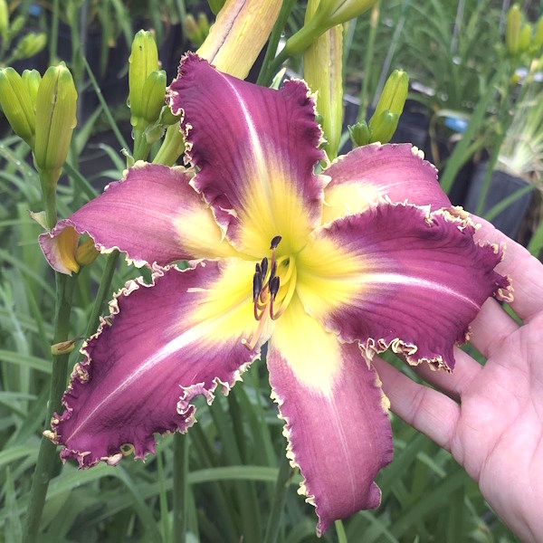 Giant Pink Points - 1 Fan Giant Pink Points - 1 Fan